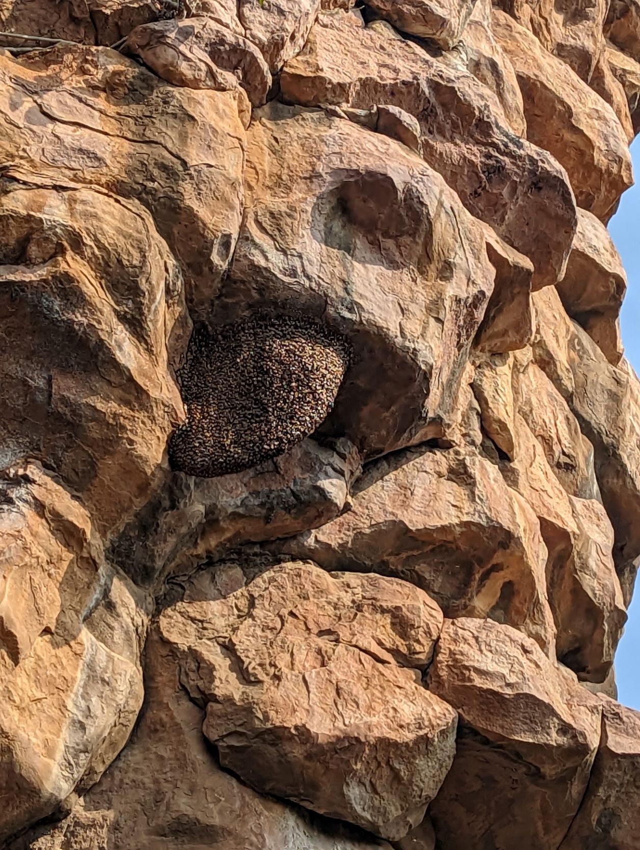 Large beehives clinging to the underside of rocky cliffs