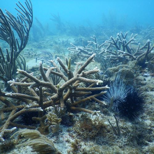 a sea urchin on a coral reef in the ocean