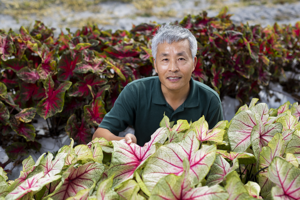 Professor Deng shows caladiums