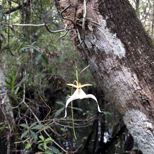 UF/IFAS professor emeritus among conservationists invited to show rare Ghost Orchid at prestigious Chelsea Flower Show