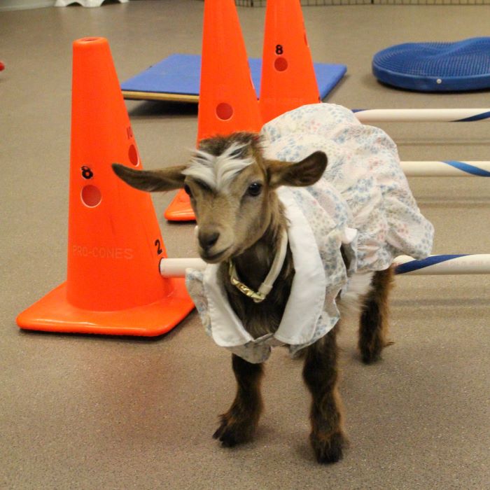 Young goat survives rare bone infection thanks to treatment at UF Large Animal Hospital