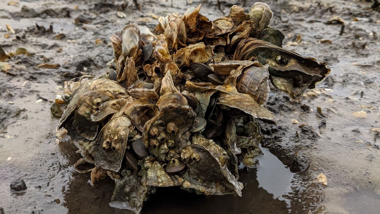 A clump of oysters on a muddy bank