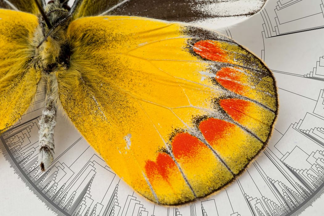 A close-up image of a pinned sample of a yellow butterfly