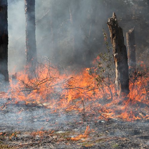  Wildfire spread more likely where trees, shrubs replace grasses