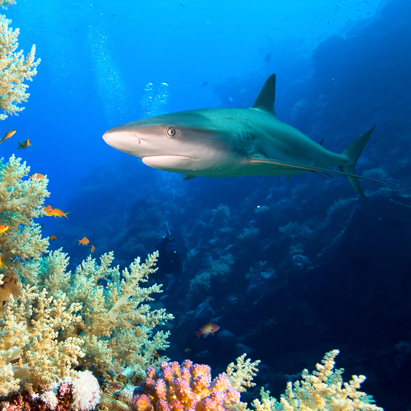 Top five shark facts from a UF shark expert