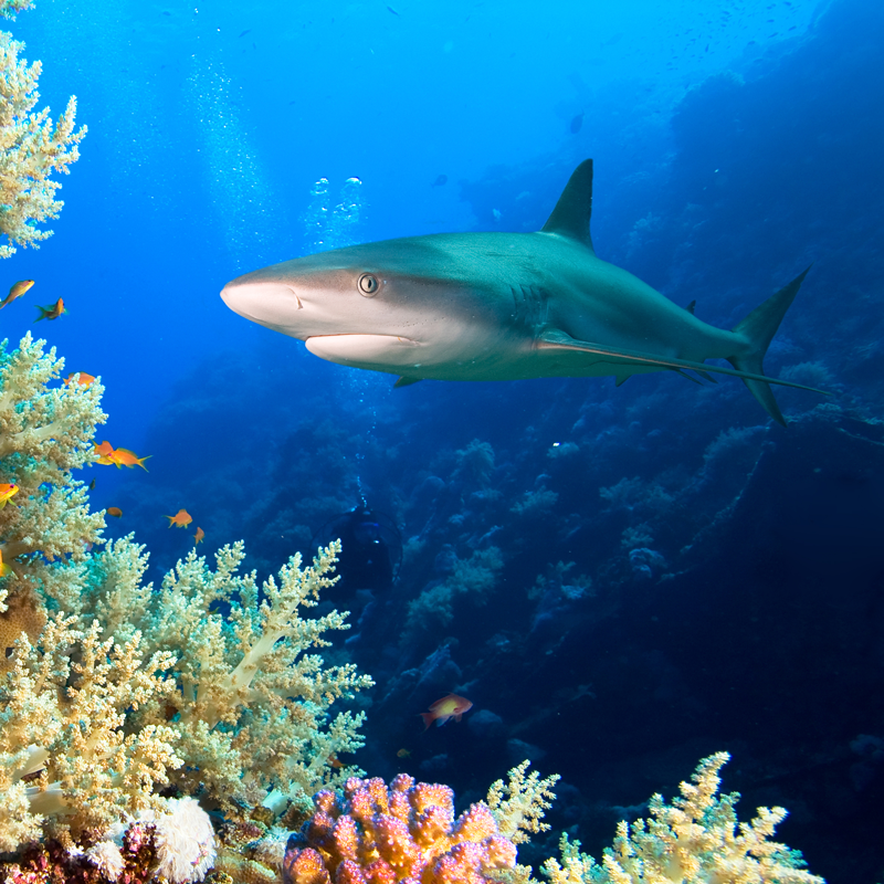 Shark swimming next to a coral reef