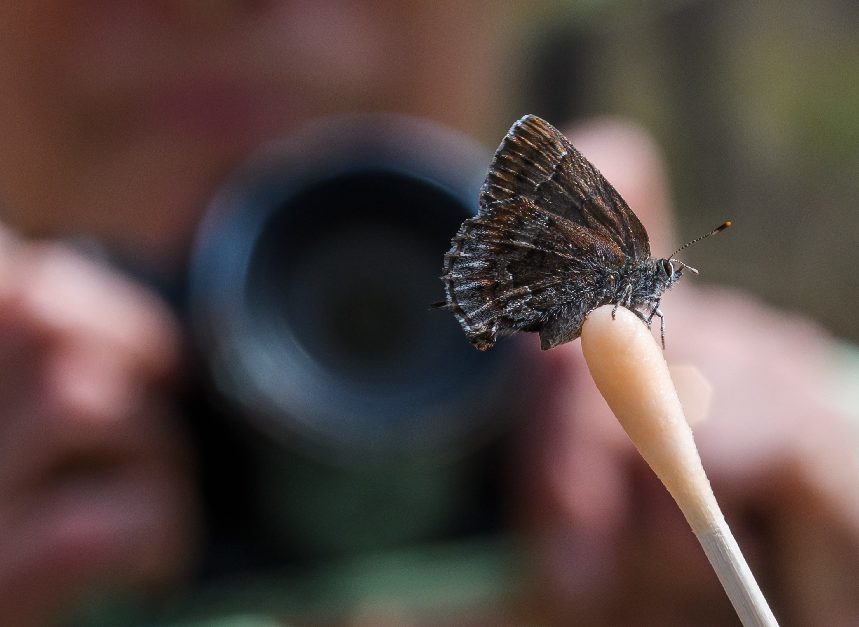 A close up image of a researcher swabbing a butterfly for organisms.