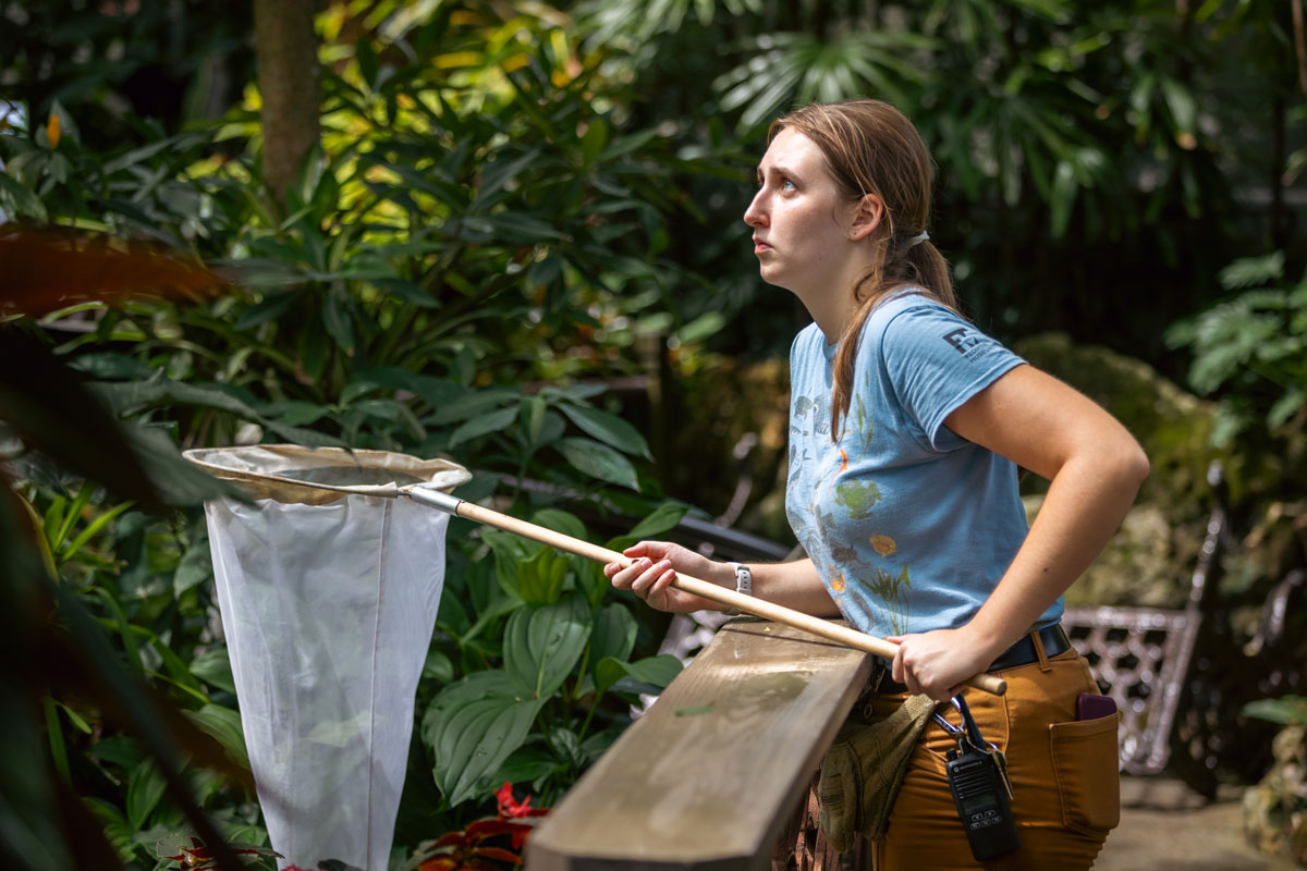 A woman tries to catch butterflies with a large net in an indoor rainforest.
