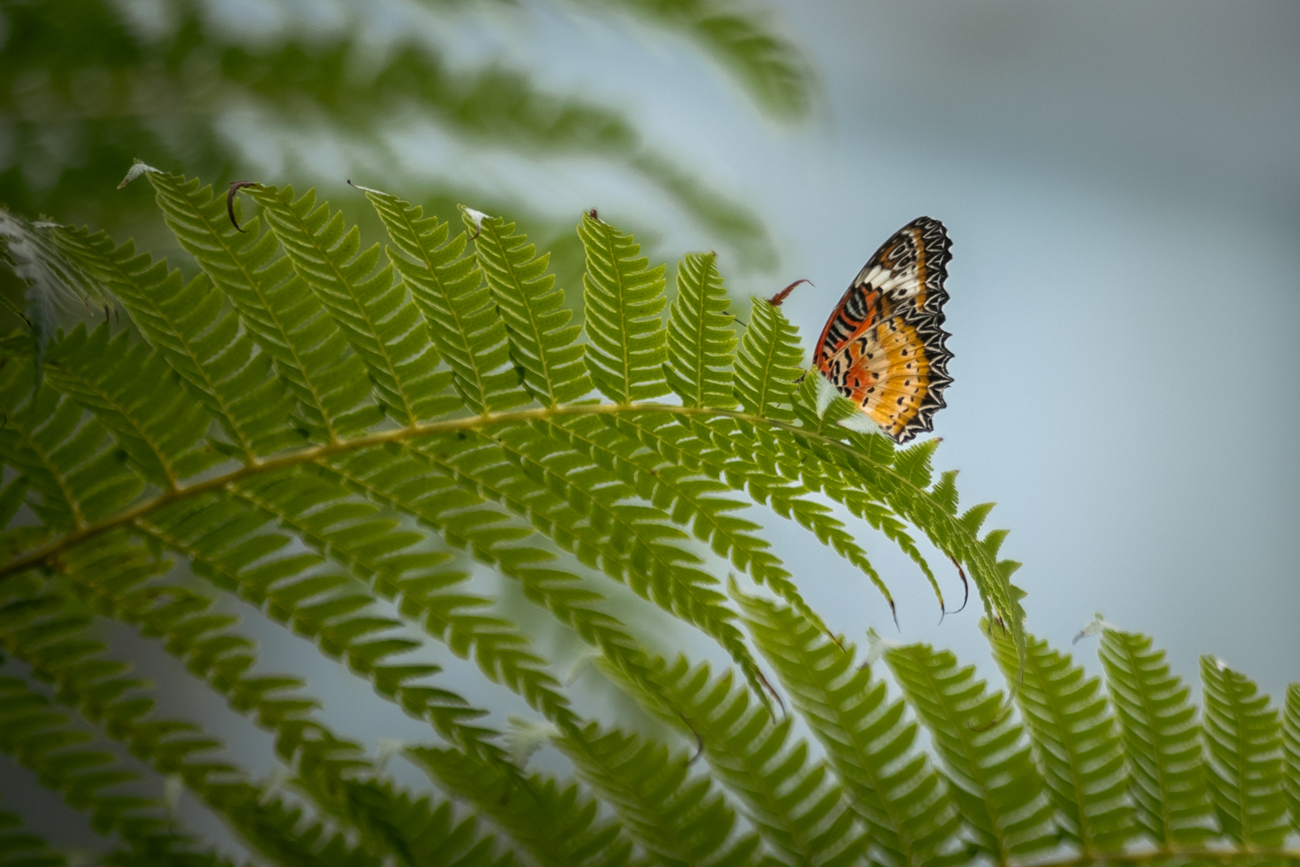 A butterfly rests on a plant.