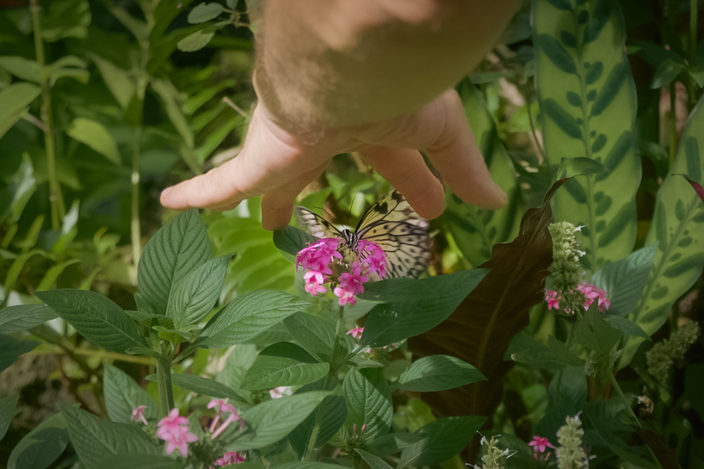 An arm reaches out to grab a butterfly