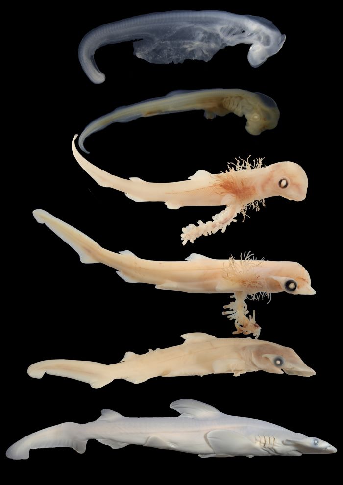 A series of embryonic hammerhead sharks at different levels of development. At the top is the youngest embryo, which resembles any vertebrate animal. In successive images going down, the embryos get older and begin to look first like fish with fins and eventually to have a hammerhead feature.