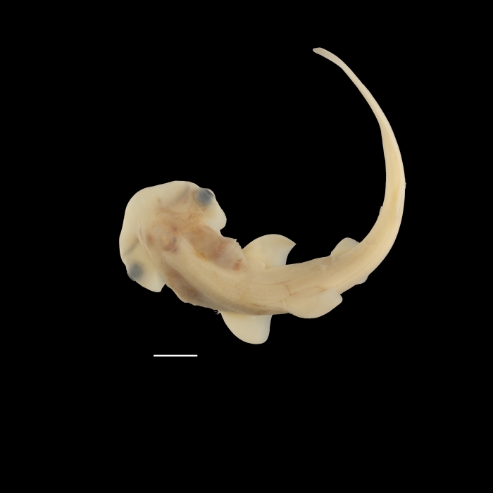 The Conversation: Hammerhead shark embryos reveal secrets of their unique head development