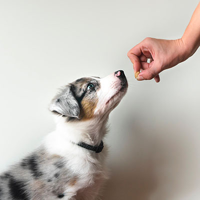 Do dogs prefer treats or toys? UF researchers discovered the answer
