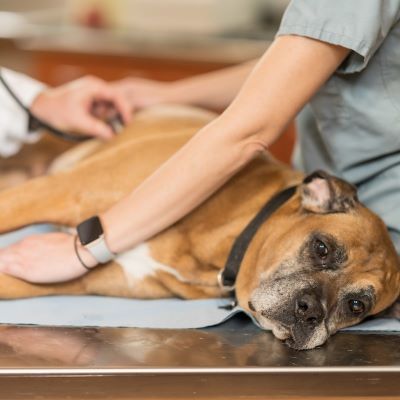 Innovative veterinary system will use AI to improve clinical care and treatments
