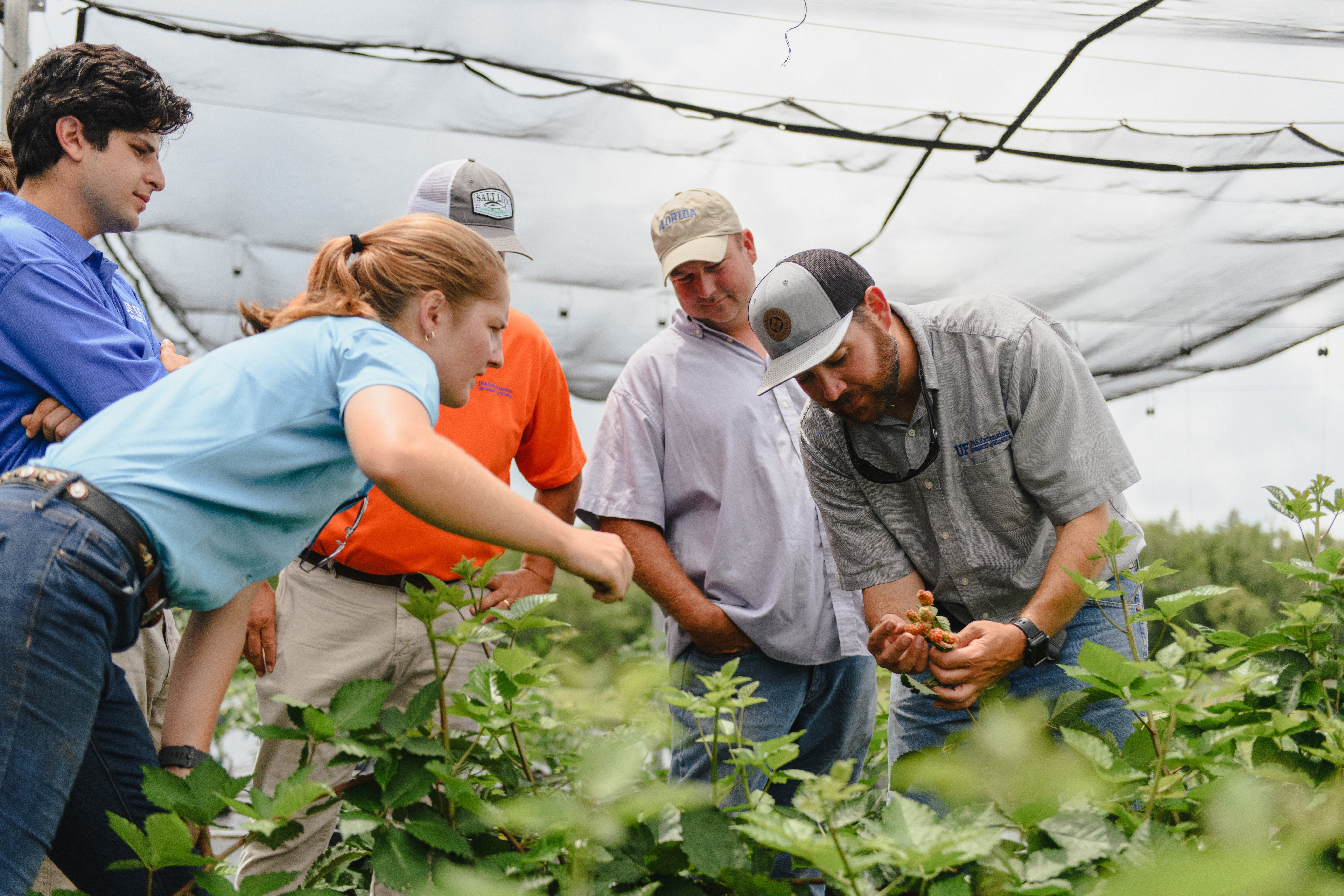 A group of researchers study agriculture at UF.