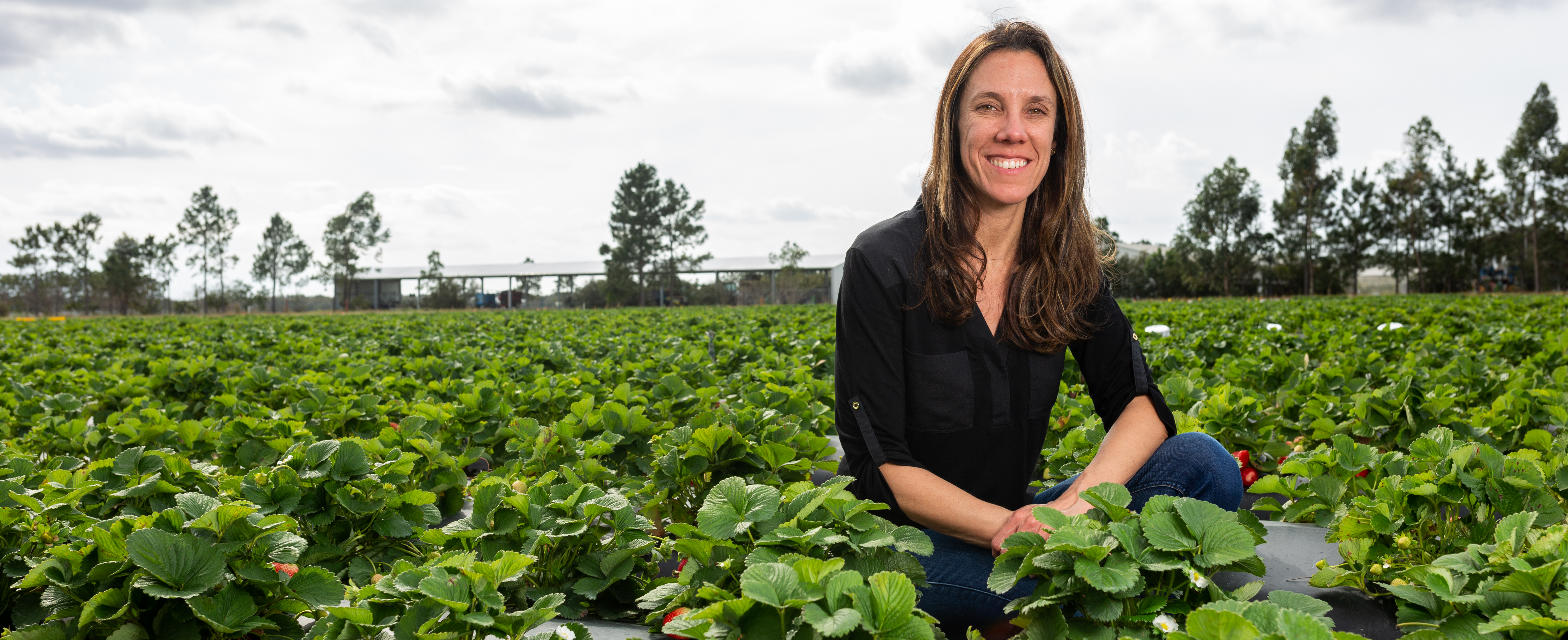 A researcher sits in a strawberry field