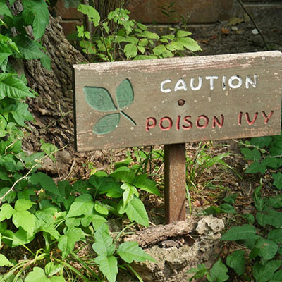 AI-powered app can detect poison ivy
