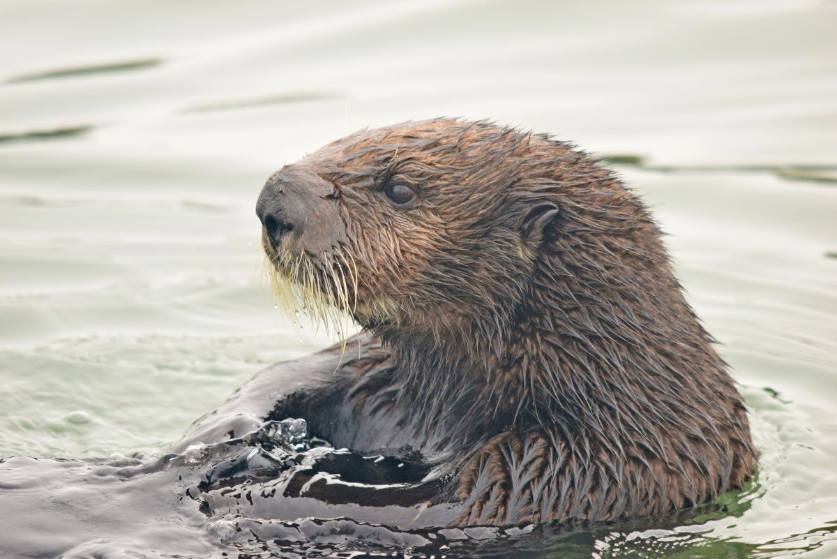 a sea otter in the water