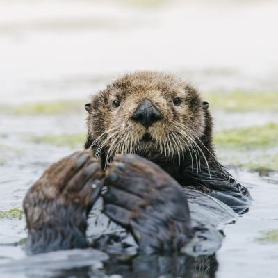 Sea otters’ homecoming to a California estuary shows payoff in conservation efforts