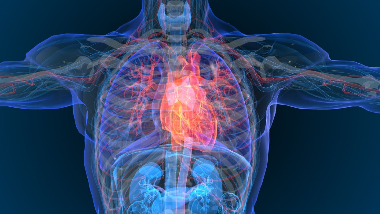 A graphic depicting a translucent view of a human chest in blue colors with the heart and arteries highlighted in red