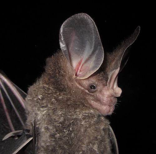 Panama Canal expansion rewrites history of world’s most ecologically diverse bats