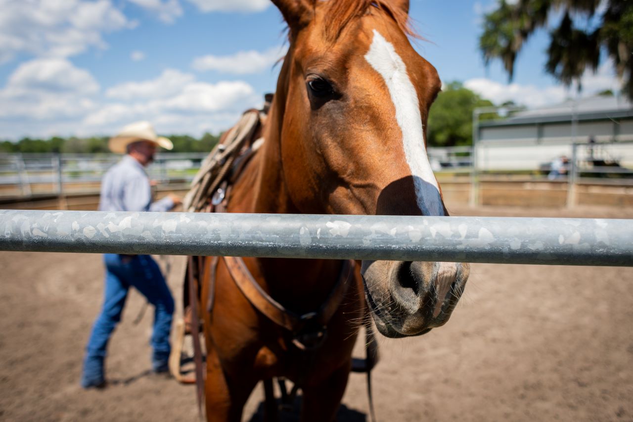 a horse in a stable