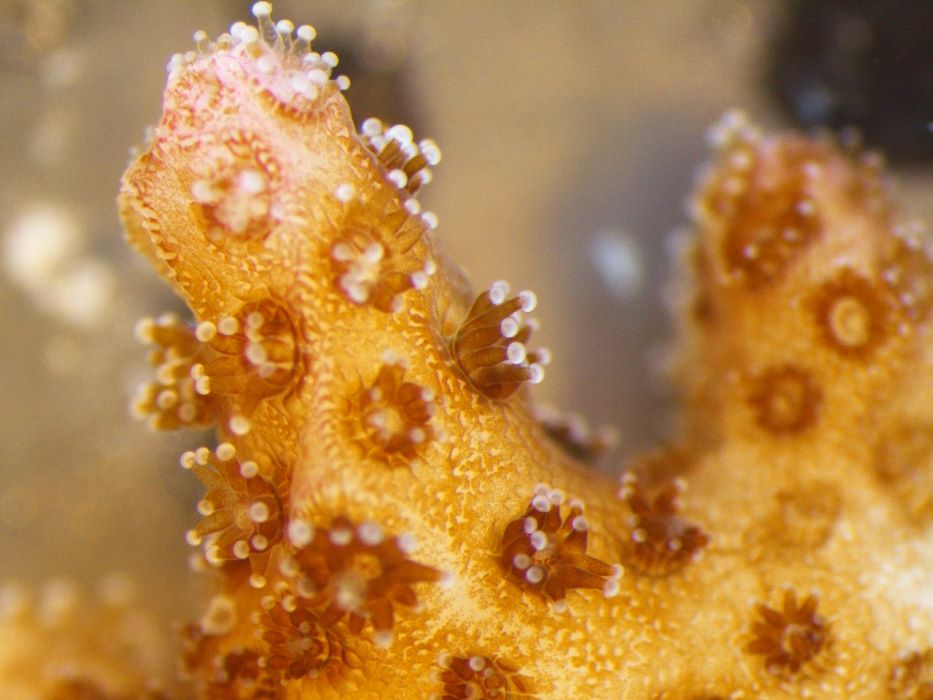 Several coral polyps extending their tentacles from their stony skeleton