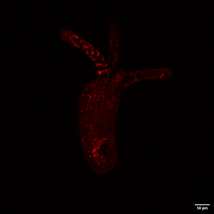 A Nematostella polyp against a dark background showing dots of red fluorescence through its body and tentacles