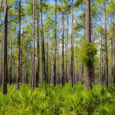 Rapidly assessing hurricane impact in forests