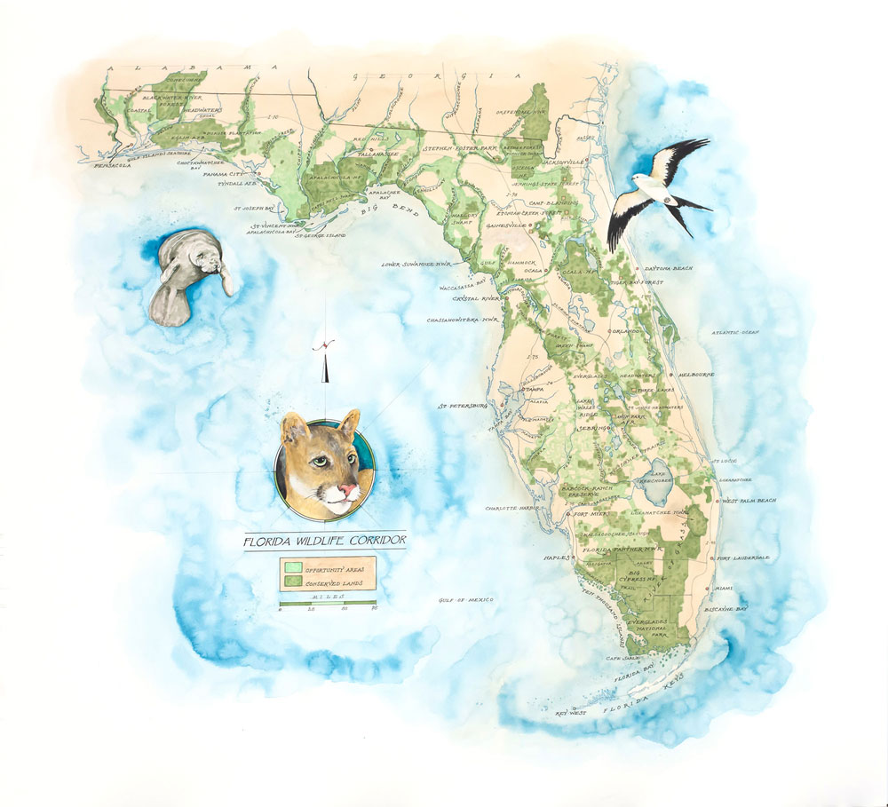 A drawing of a map of Florida showcasing the Florida Wildlife Corridor.