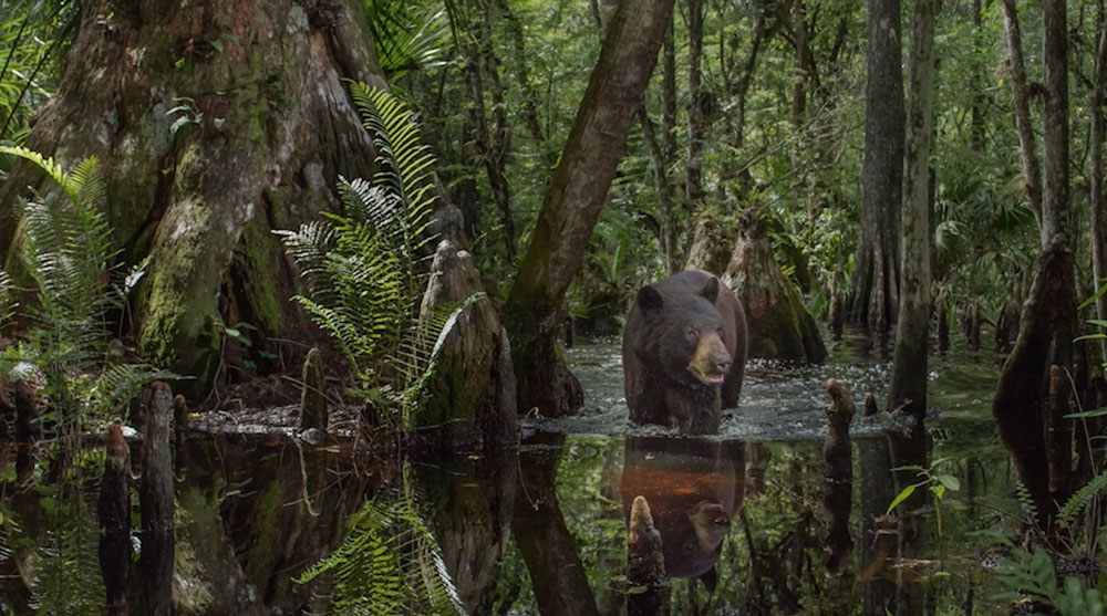 A black bear wading through a Florida swamp.