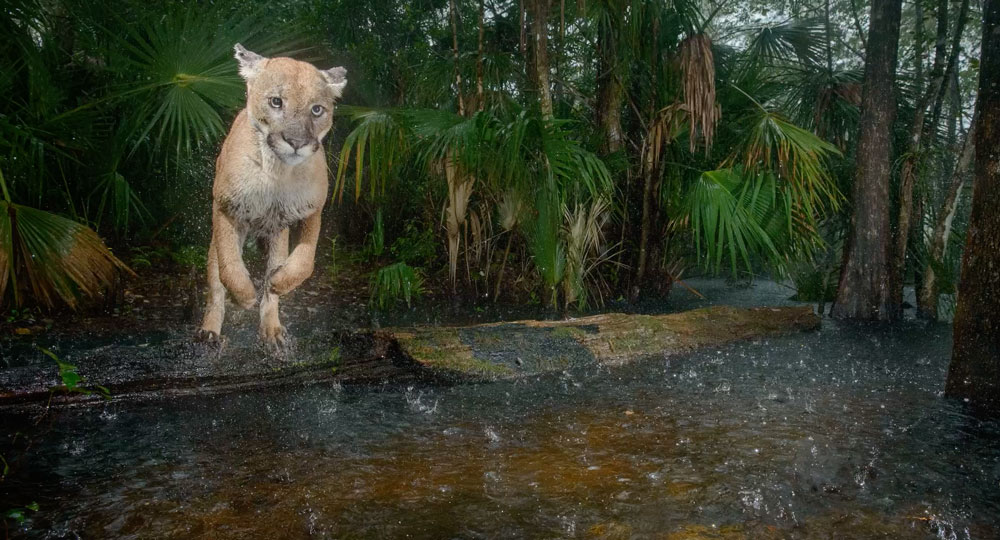 A panther jumping over a creek in the rain.
