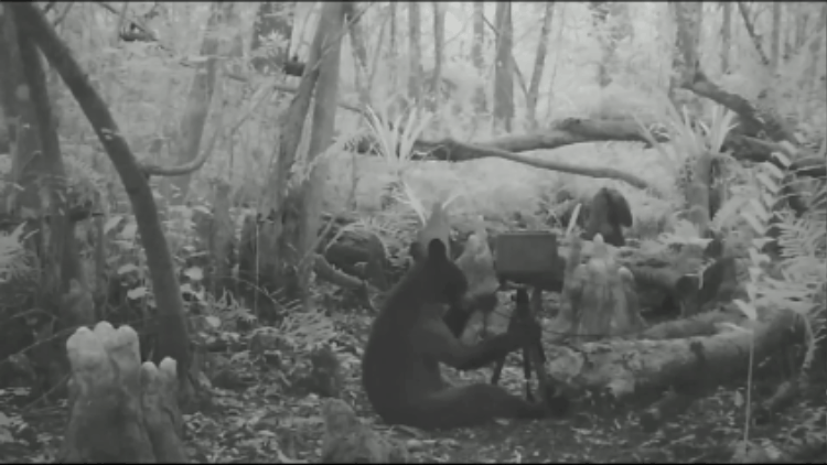 Two black bear cubs ruining camera equipment in the wilderness.