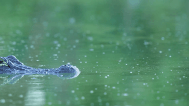 A gif of an alligator swimming through a swamp.
