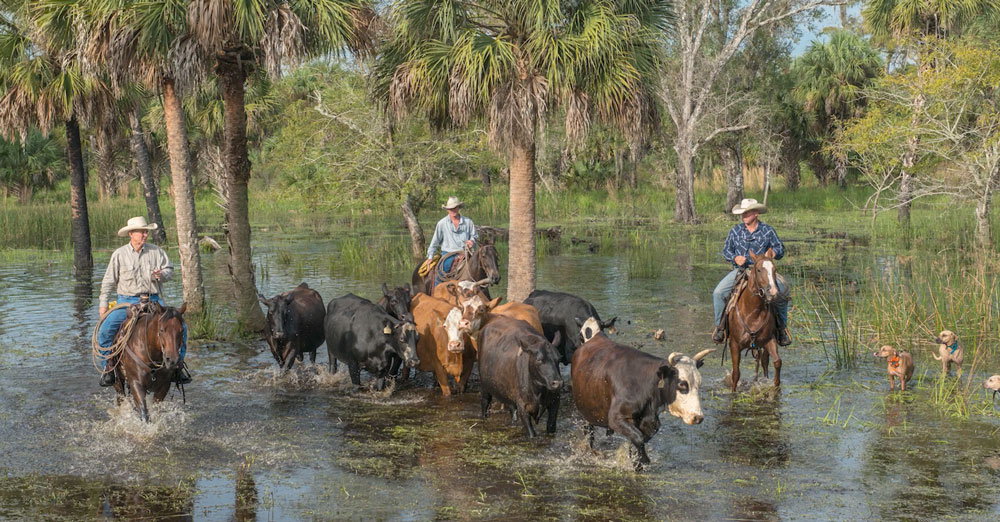 Three cowboys wrangle cows in a Florida swamp.