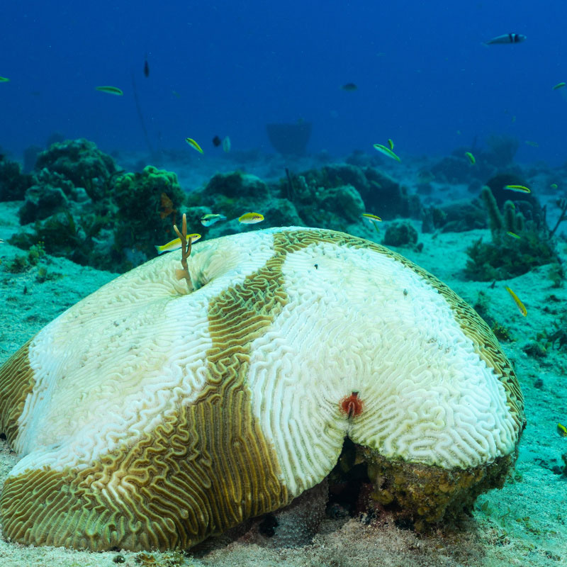 Stony coral tissue loss disease is shifting the ecological balance of Caribbean reefs