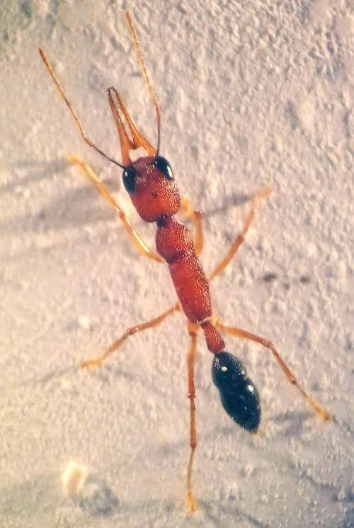 A Harpegnathos saltator ant on a white background