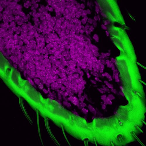 A protein that enables smell — and stops cell death