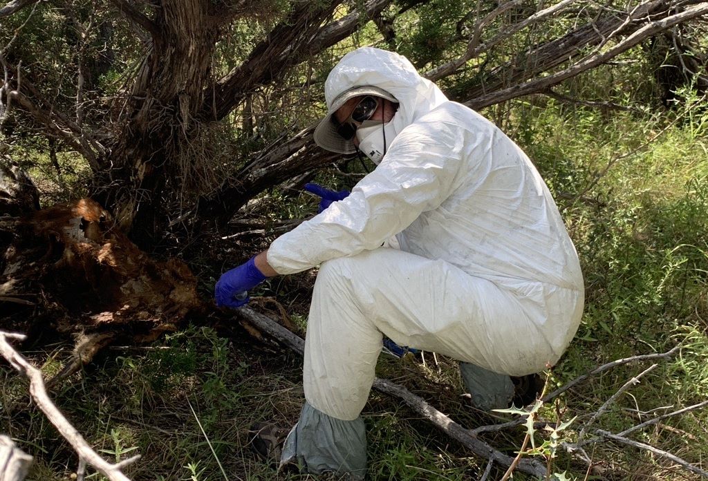 A man in a full while protective suit crouches in shrubs