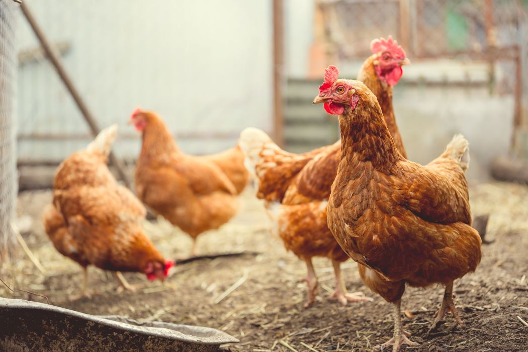 Several chickens in a henhouse