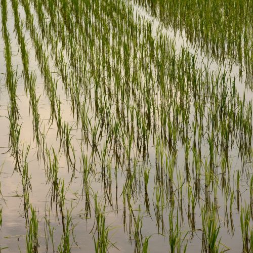 A flooded rice paddy