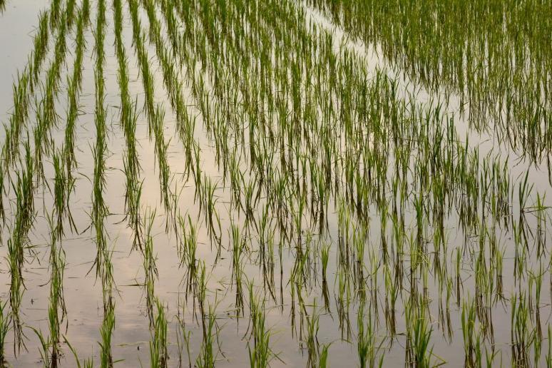 A flooded rice field