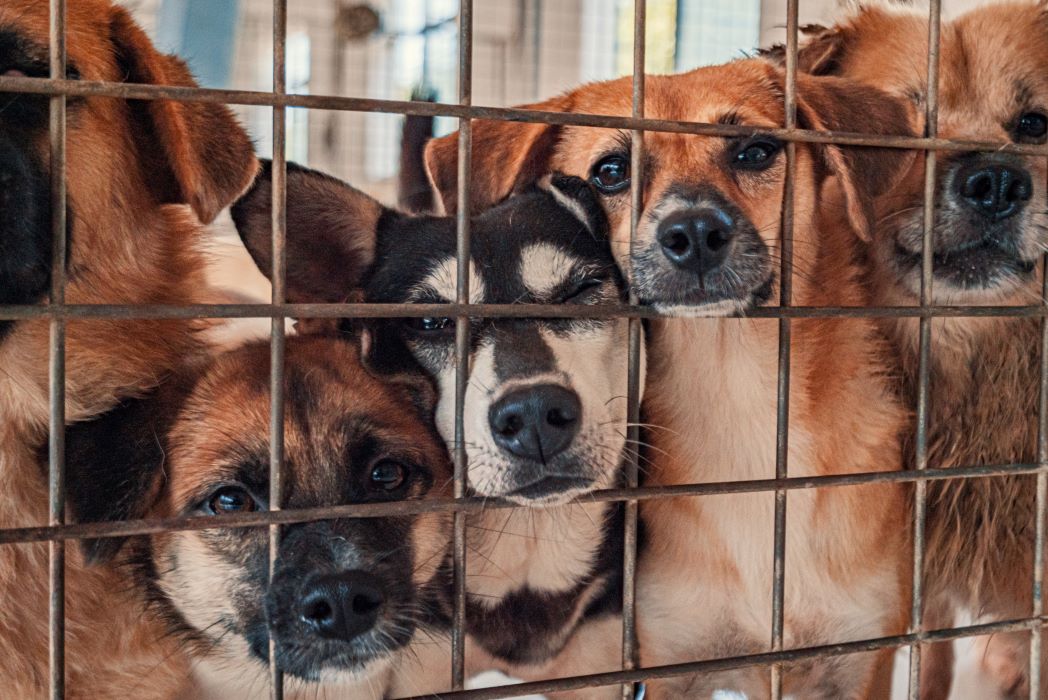 Several dogs with their muzzles pushed against wire fencing