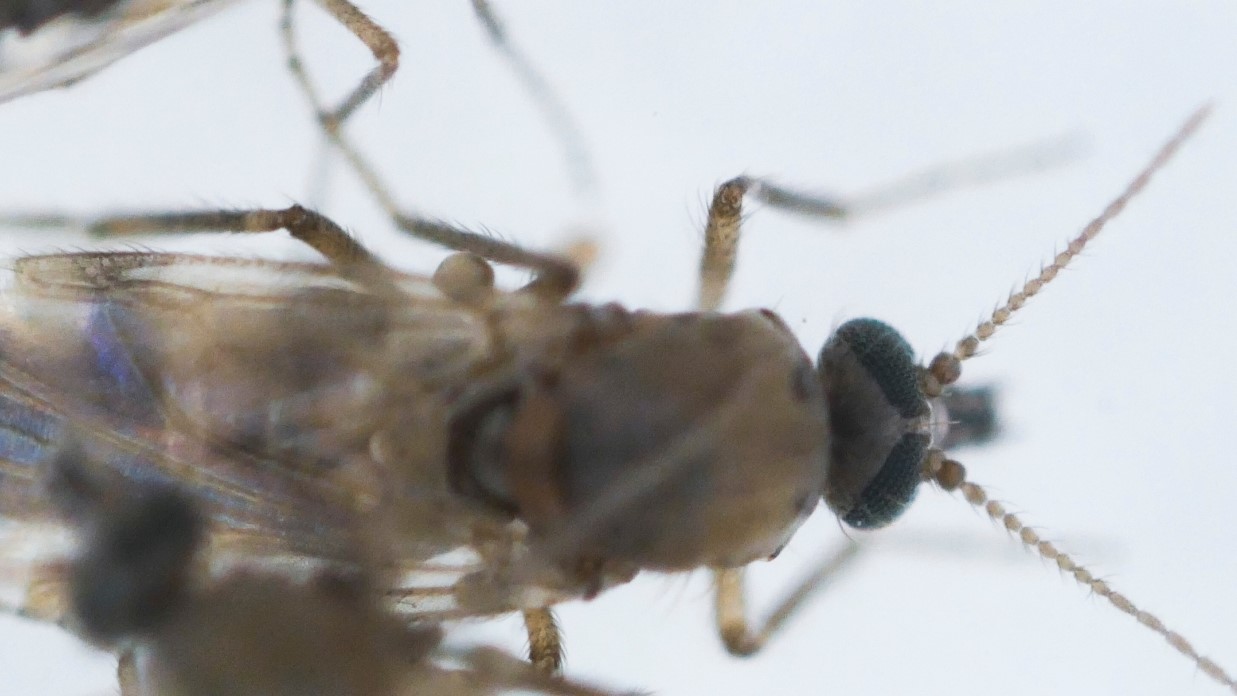 A close up, top-down view of a biting midge