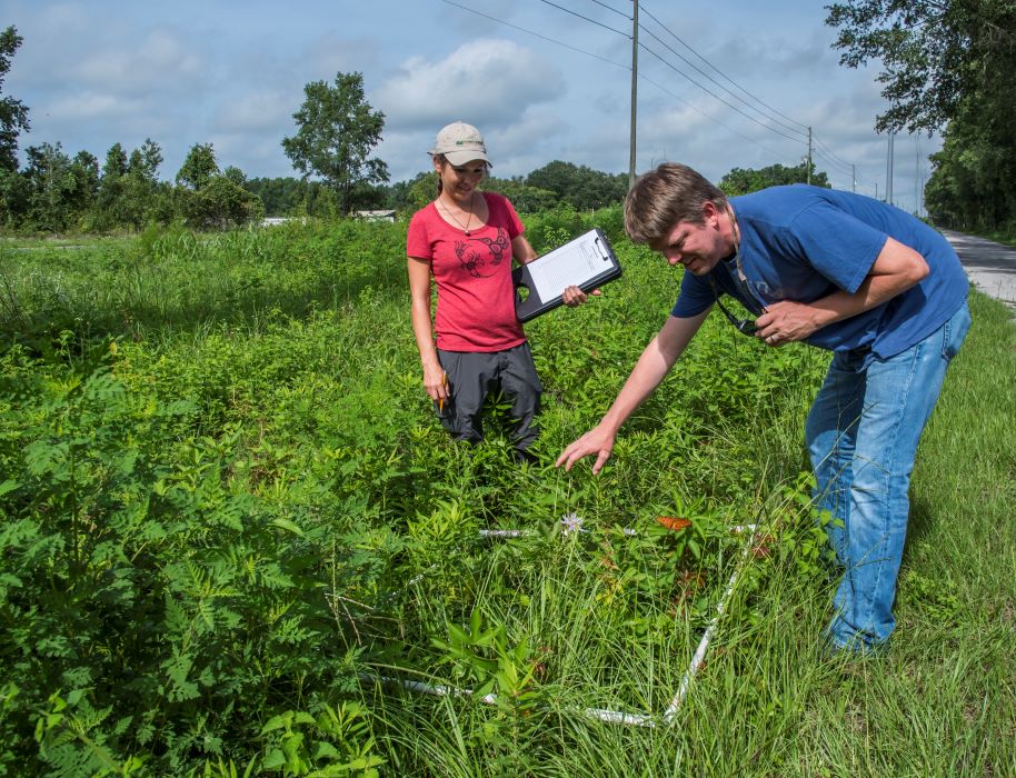 Two researchers gesture at plants under a power line