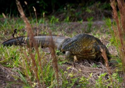 close up of Nile monitor