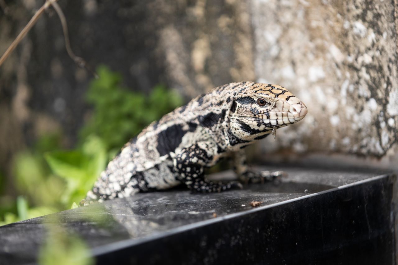 A tegu lizard