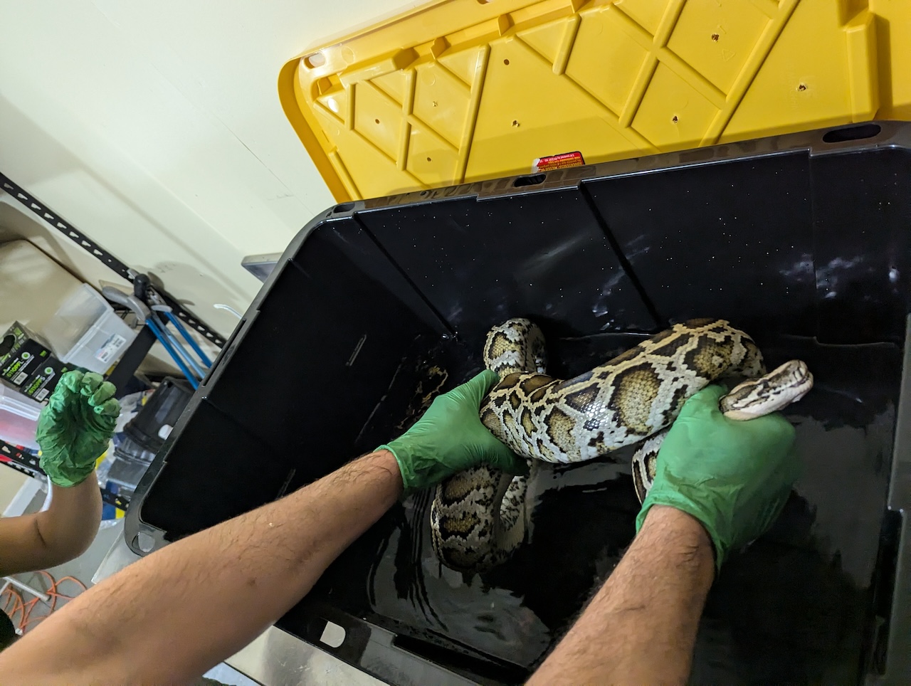 a man's hands grab a large snake in a box in the lab