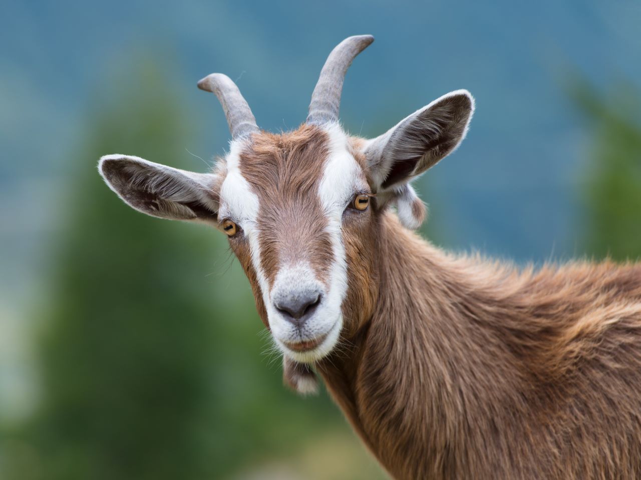 Scientists trained AI to detect faces in pain. In goats.News ...