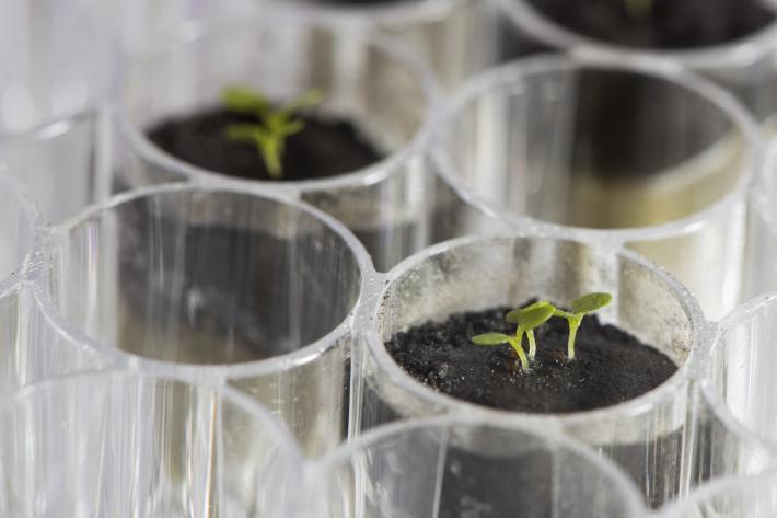 A close up of plants growing in test tubes.